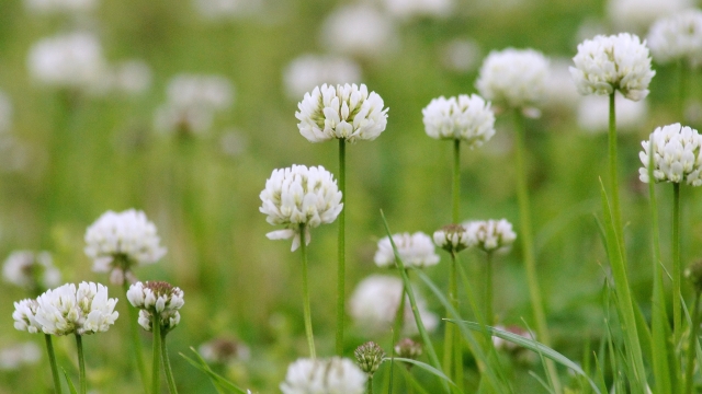 Clover