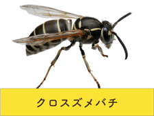 クロスズメバチ